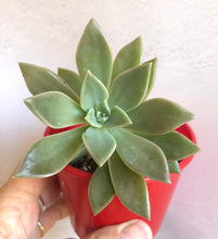Load image into Gallery viewer, Graptoveria cygnus
