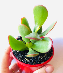 Crassula Ovata Hummel's Sunset Dwarf Form