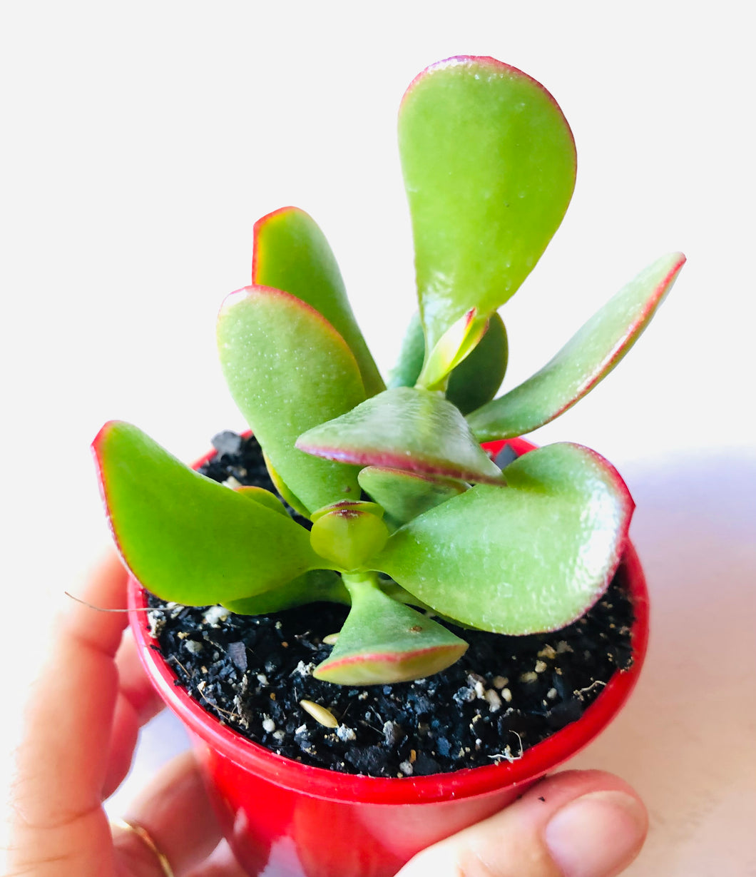Crassula Ovata Hummel's Sunset Dwarf Form