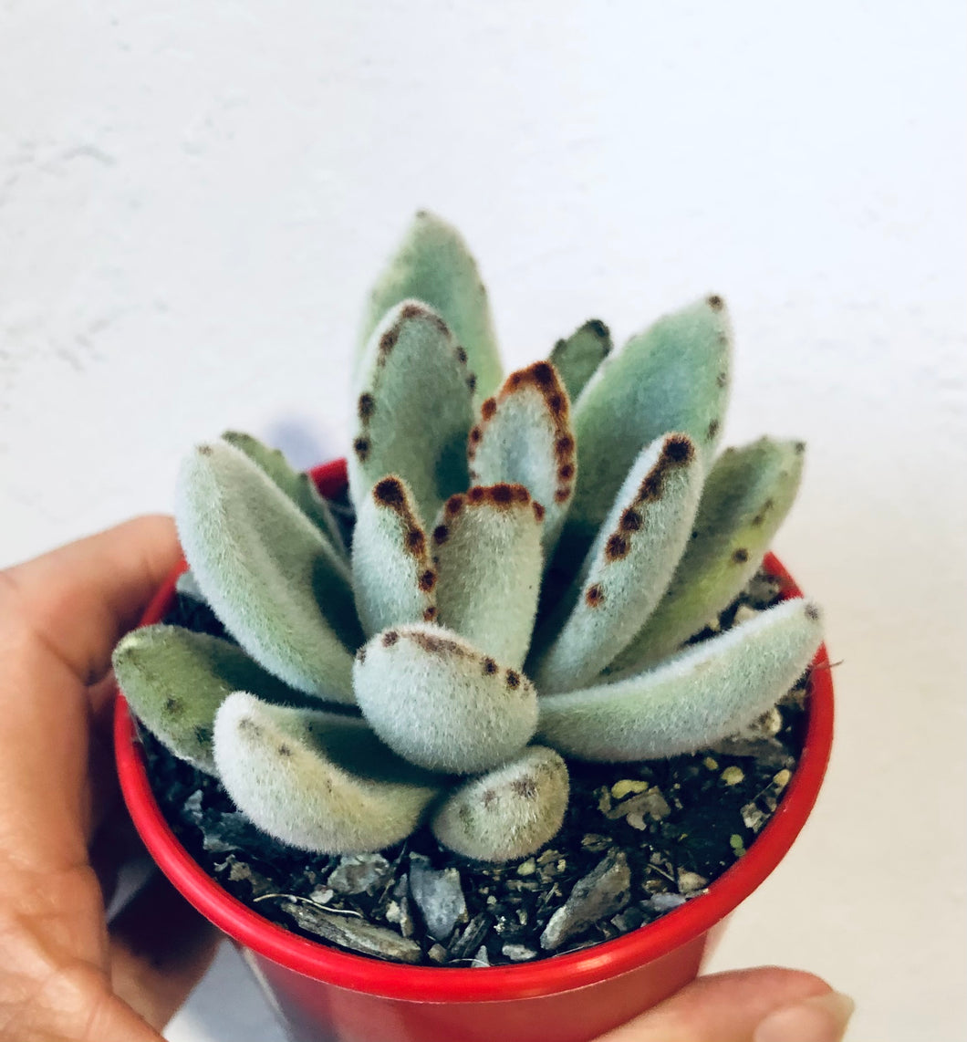 silver panda succulent Kalanchoe Tomentosa Silver