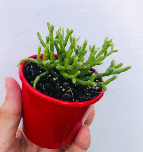 Rhipsalis cereuscula