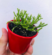 Rhipsalis cereuscula