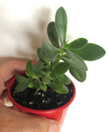 Crassula Rana