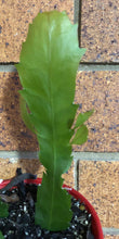 Load image into Gallery viewer, Rhipsalis Lepismium houlletianum