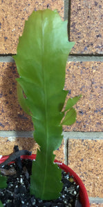 Rhipsalis Lepismium houlletianum