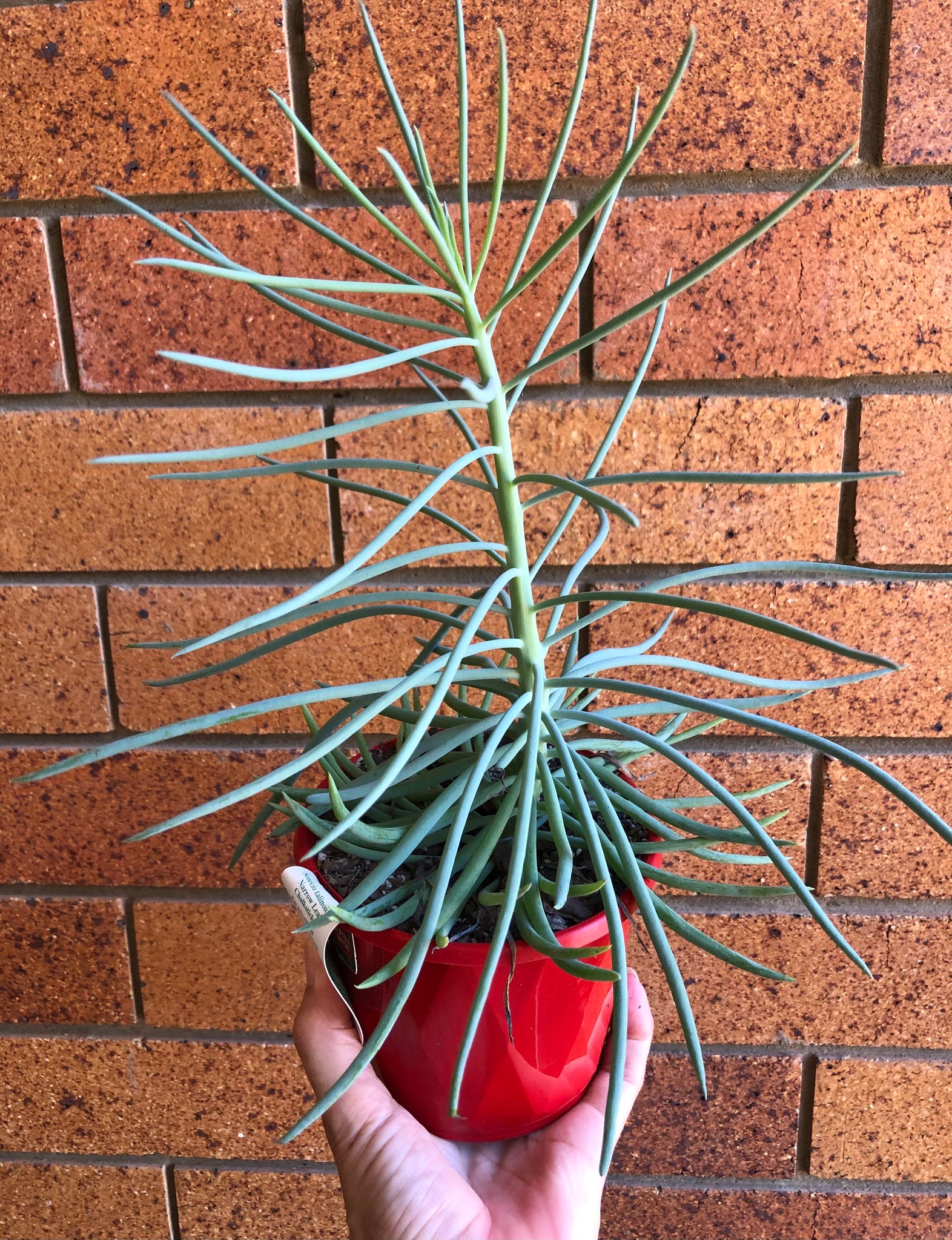 chalk sticks succulent Senecio talinoides Narrow Leaf Chalksticks – The Succulent Garden