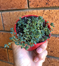Load image into Gallery viewer, Sedum brevifolium