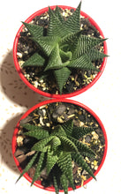 Load image into Gallery viewer, Haworthia limifolia hybrids