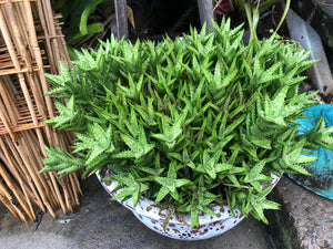 Aloe juvenna Tiger tooth aloe