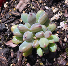 Load image into Gallery viewer, Graptopetalum pachyphyllum Bluebean
