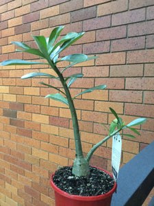 Adenium obesum Desert Rose