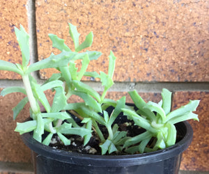 Oscularia deltoides