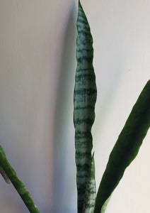 Sansevieria zeylanica