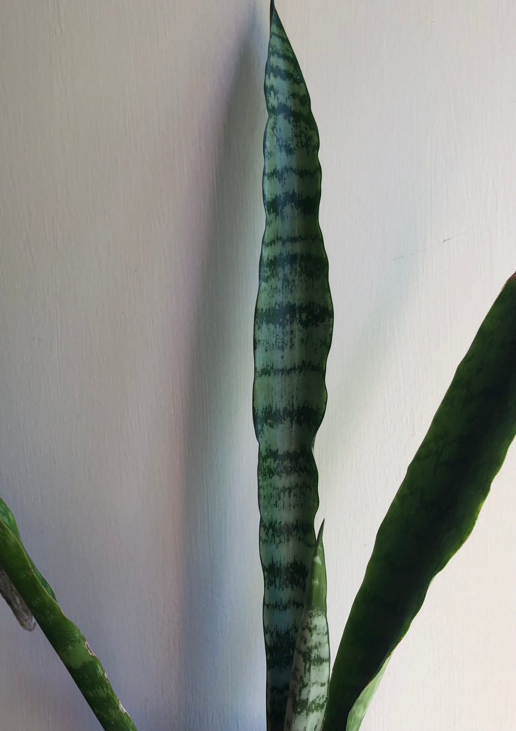 Sansevieria zeylanica