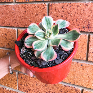 Aeonium 'Sunburst'