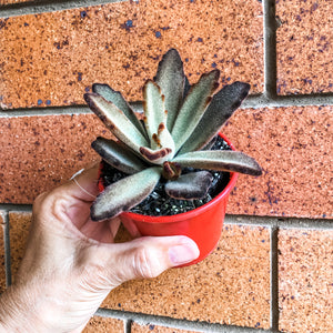 Kalanchoe tomentosa 'Chocolate Soldier'