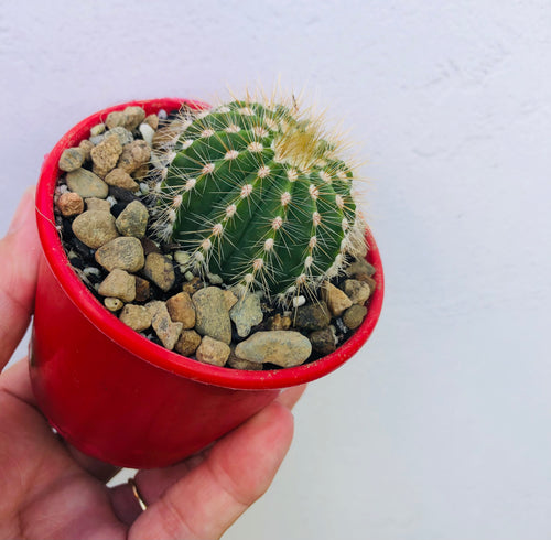 Parodia magnifica caespitosa