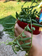 Load image into Gallery viewer, Senecio radicans String of bananas