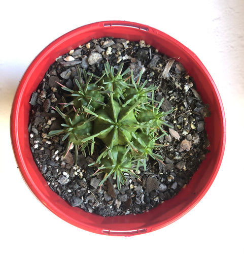 Euphorbia pulvinata