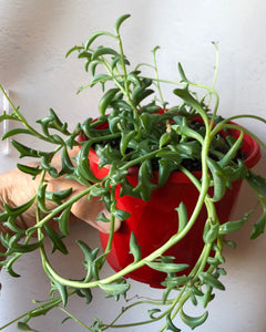 Senecio pereginus Dolphin Necklace