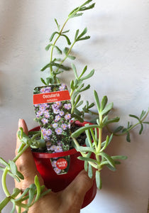 Oscularia deltoides