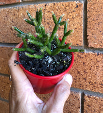 Load image into Gallery viewer, Rhipsalis red coral