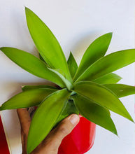 Load image into Gallery viewer, Agave attenuata Kara&#39;s Stripes