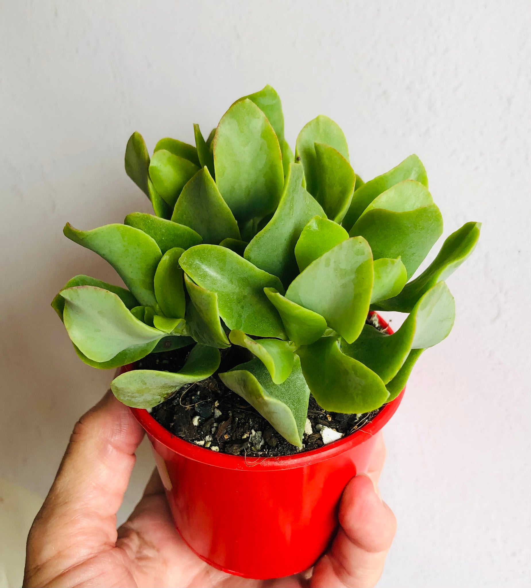curly crassula succulent Crassula ovata undulatafolia Curly or Ripple jade – The Succulent Garden