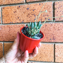 Load image into Gallery viewer, Senecio citriformis