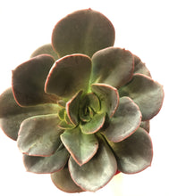 Load image into Gallery viewer, Echeveria Calara hybrid