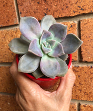 Load image into Gallery viewer, Graptoveria Purple Delight