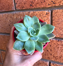 Load image into Gallery viewer, Graptoveria Manda