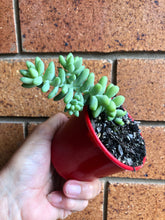 Load image into Gallery viewer, Sedum burrito Burro&#39;s tail