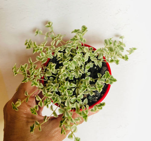 Sedum Little Missy