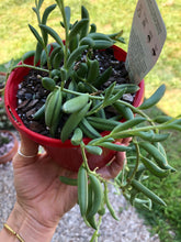 Load image into Gallery viewer, Senecio radicans String of bananas