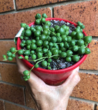 Load image into Gallery viewer, Senecio rowleyanus perla grande