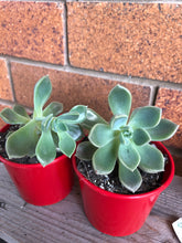 Load image into Gallery viewer, Graptoveria pallas
