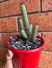 Load image into Gallery viewer, Euphorbia baioensis