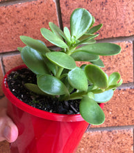 Load image into Gallery viewer, Senecio jacobsenii Trailing jade