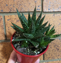 Load image into Gallery viewer, Gasteria x Aloe Hybrid Etwin