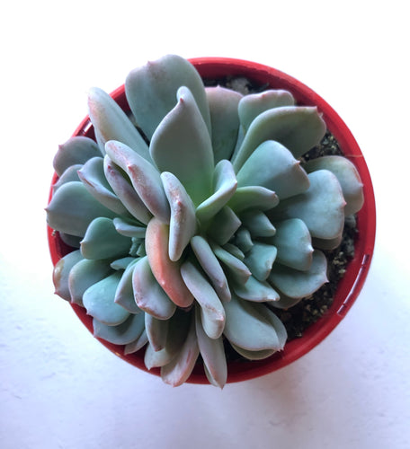 Echeveria exotic