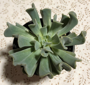 swan lake succulent Echeveria 'Swan Lake' – The Succulent Garden