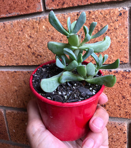 Ruschia maxima