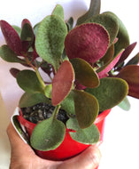 Crassula streyi