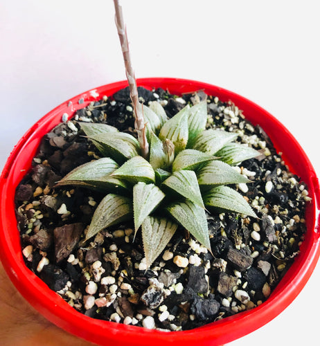 Haworthia Silver Kiwi