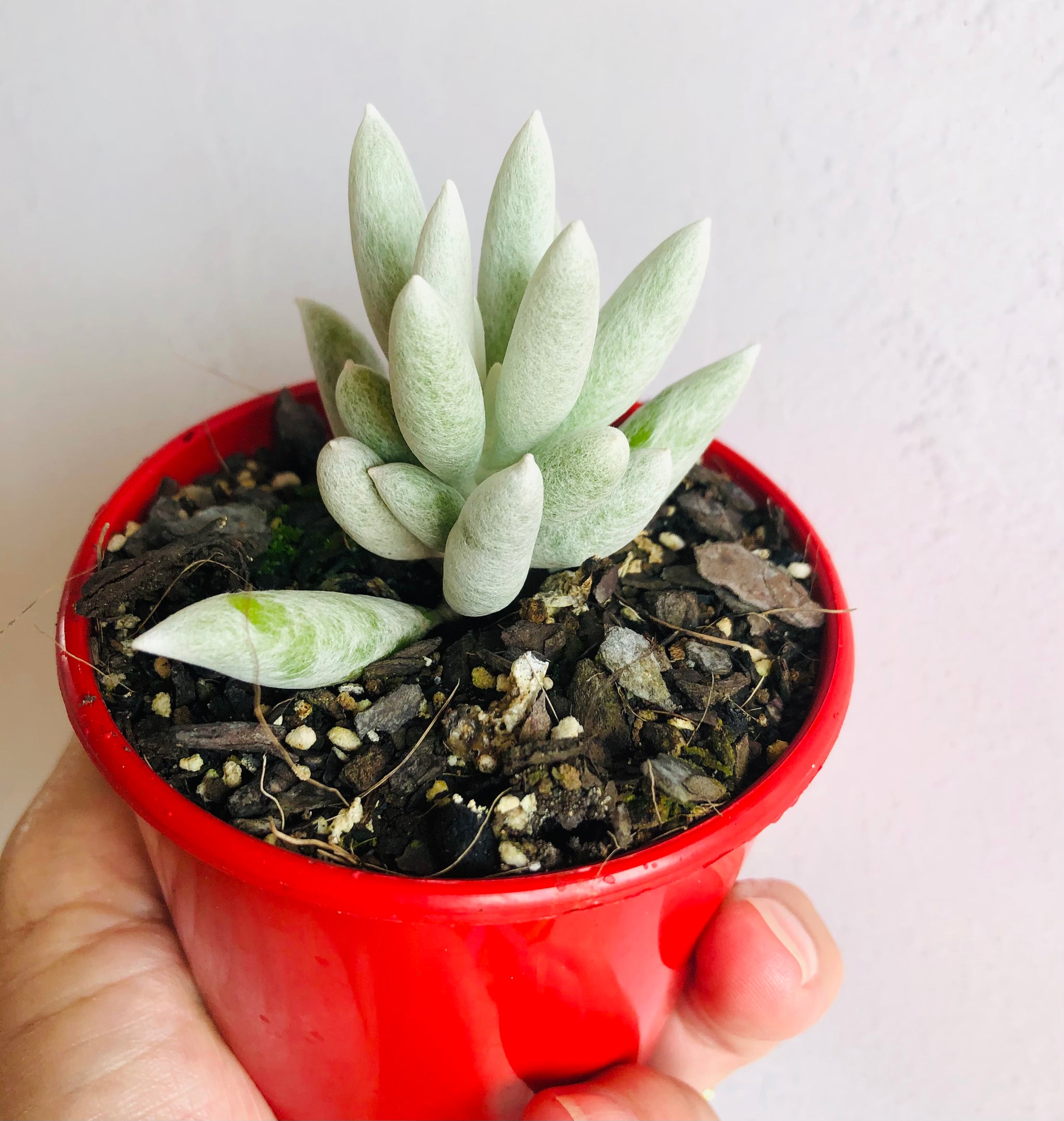 The Succulent Garden :: Shade loving succulents