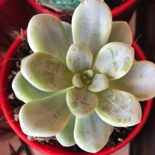 Load image into Gallery viewer, Sedum clavatum