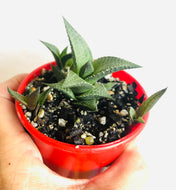 Haworthia tessellata Mystery