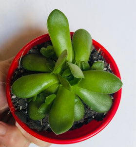 Crassula orbiculis