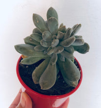 Load image into Gallery viewer, Pachyveria Elaine Wright (Crested)